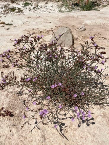 Flora de especial interés en la zona del Tossal de l’Asprar de Benissa