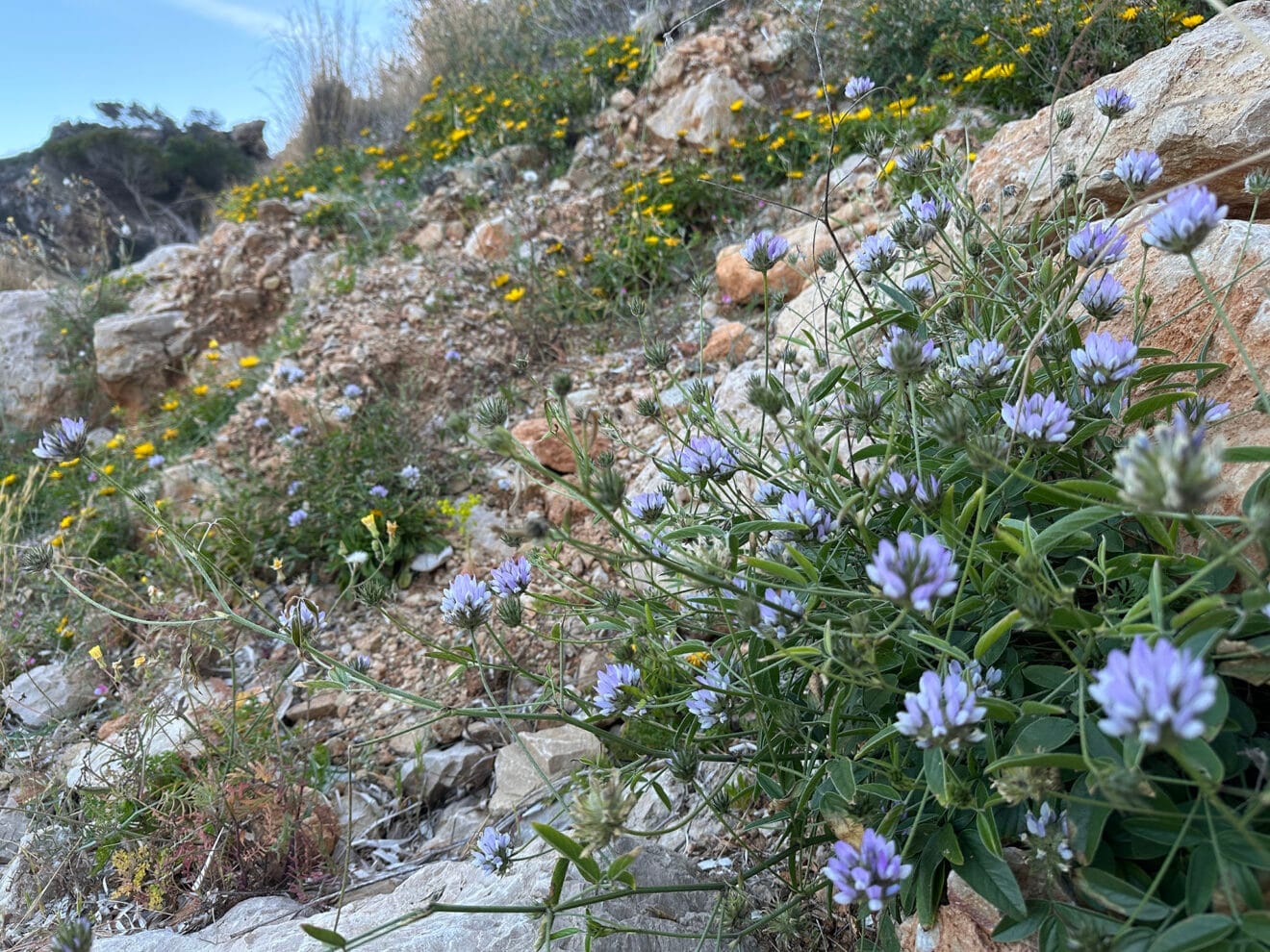 Flora de la cala del Moraig de Benitatxell