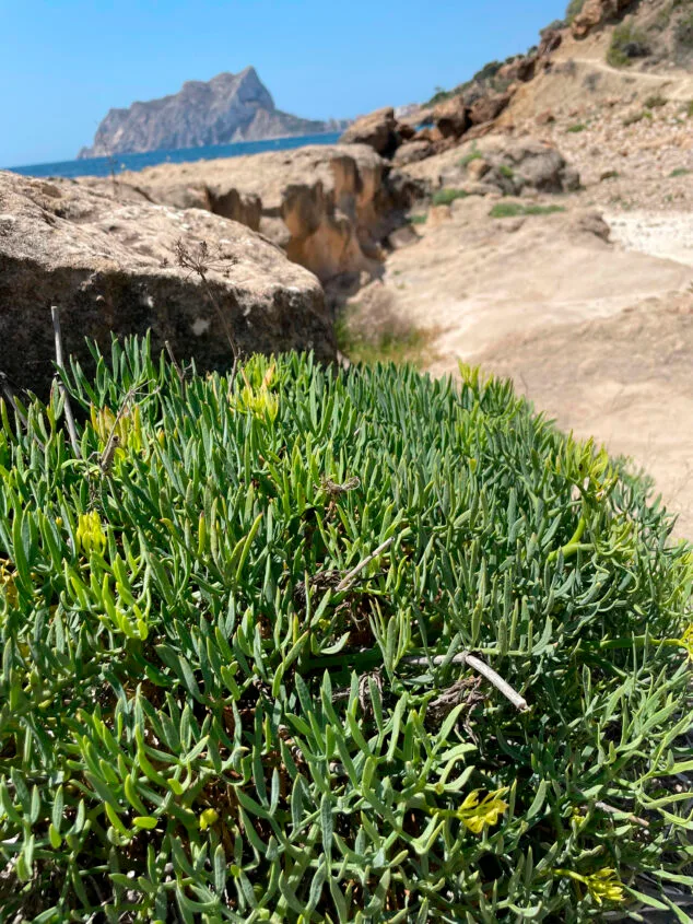 Imagen: Flora de la zona del Tossal de l'Asprar de Benissa