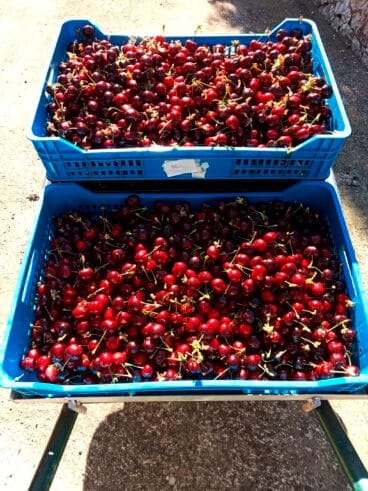 Recolecta de cerezas en la Vall de Gallinera