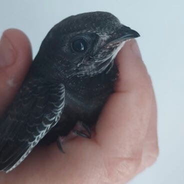 Ave rescatada por Adensva