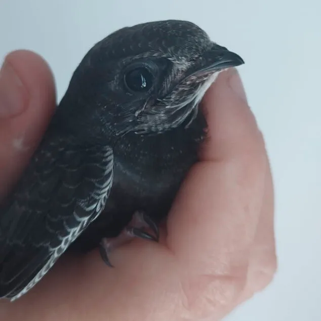 ¿Qué está pasando con las aves caídas al suelo en la Marina Alta? Lo que dicen los expertos y qué hacer si encuentras una 5 Imagen: Ave rescatada por Adensva