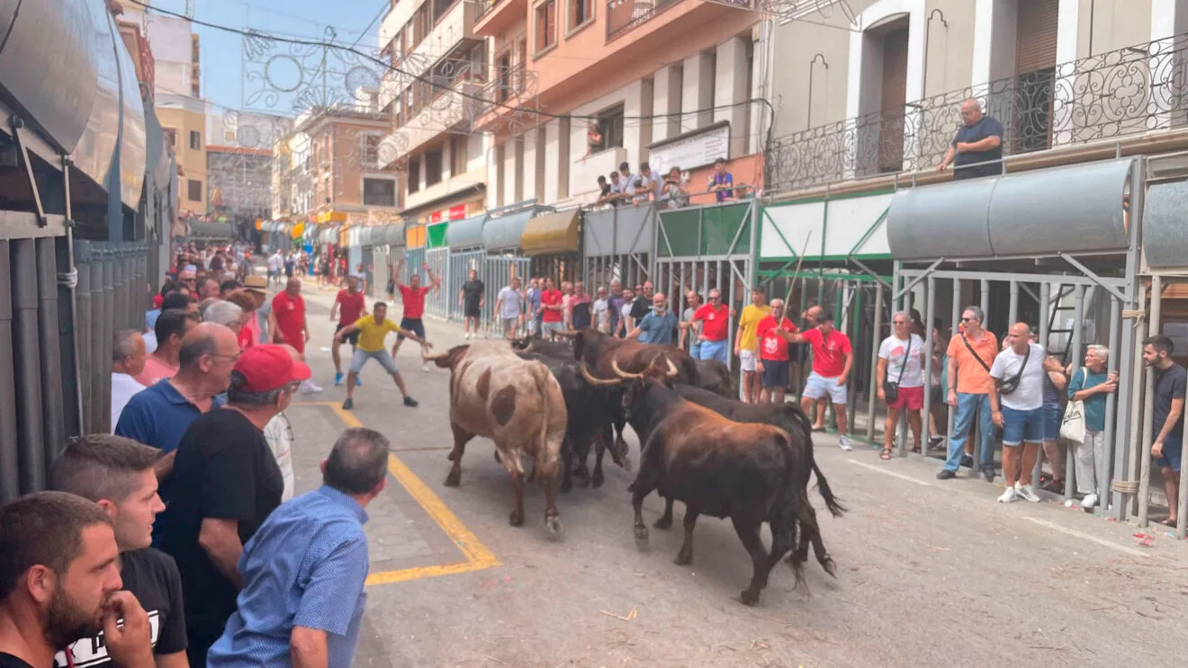 Bous al carrer en las fiestas de julio de Pedreguer de 2023 (archivo)