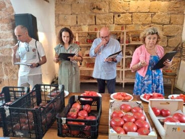 Concurso La millor tomaca de La Marina 2025 52