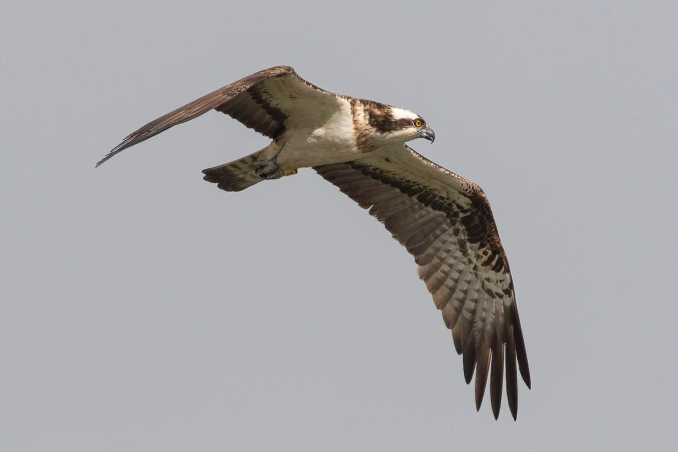 Ejemplar de águila pescadora liberada en 2023 y que ha vuelto al parque natural de la Marjal Pego-Oliva