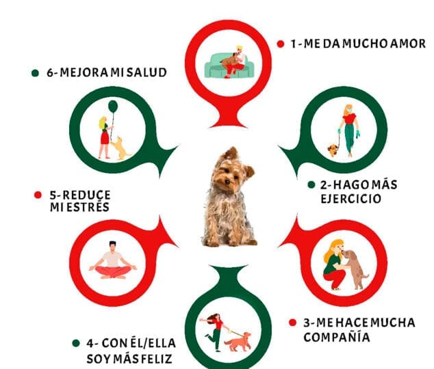 Imagen: Infografía de AMADEM sobre 'Beneficios de tener un perrito en casa'