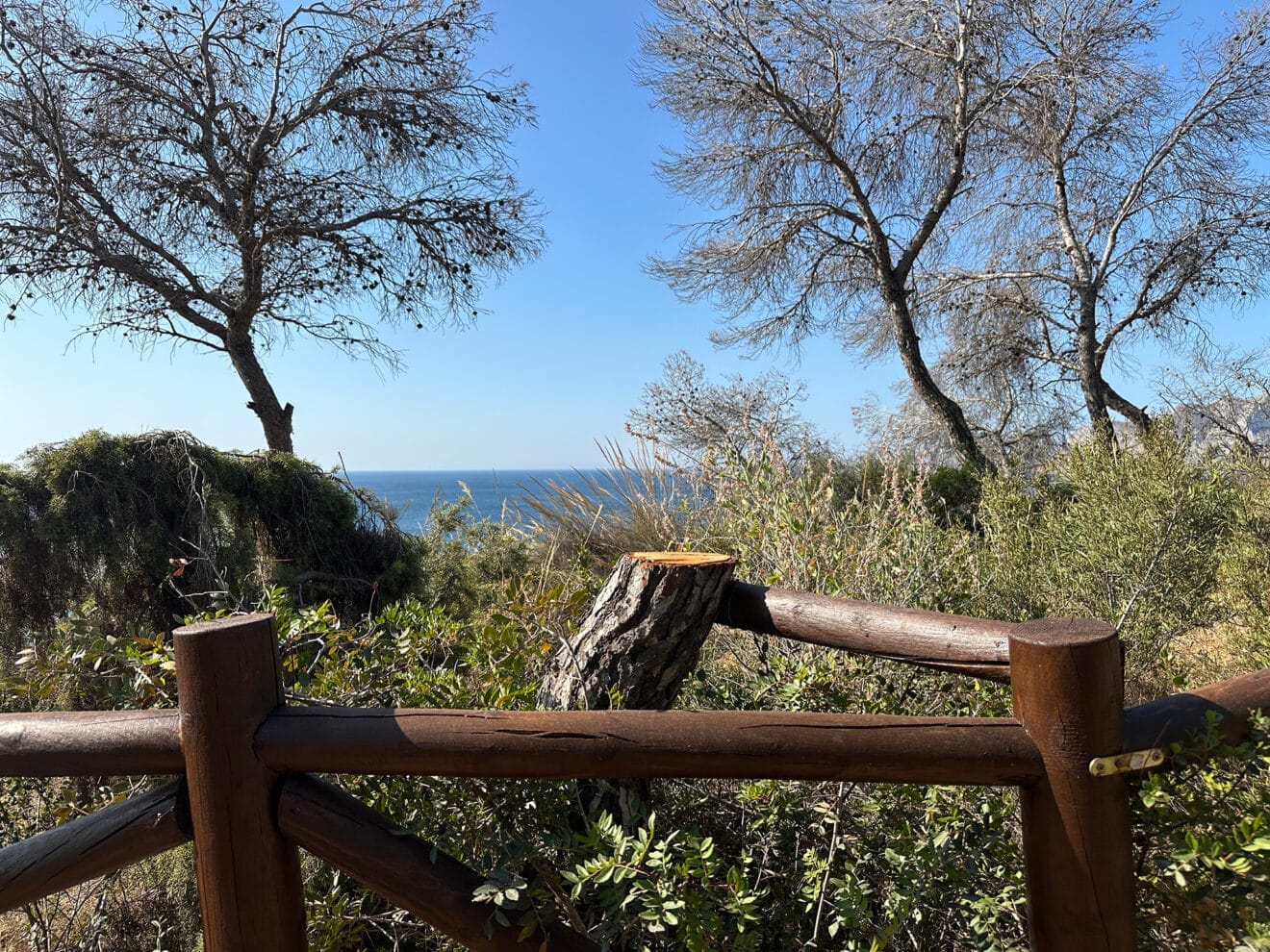 Pino seco talado frente a la costa de Benissa