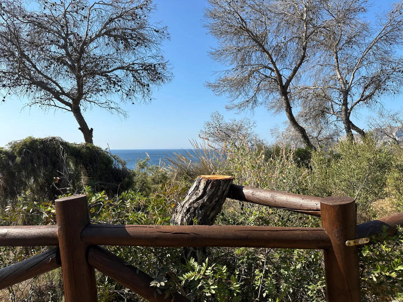 Pino seco talado frente a la costa de Benissa