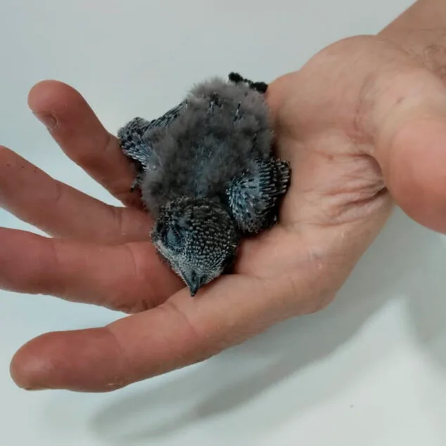 ¿Qué está pasando con las aves caídas al suelo en la Marina Alta? Lo que dicen los expertos y qué hacer si encuentras una 4 Imagen: Polluelo de vencejo rescatado por Adensva