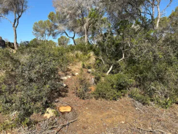 Restos de uno de los pinos secos talados contra en avance del Tomicus en Benissa