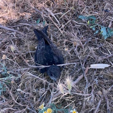 Vencejo caído al suelo