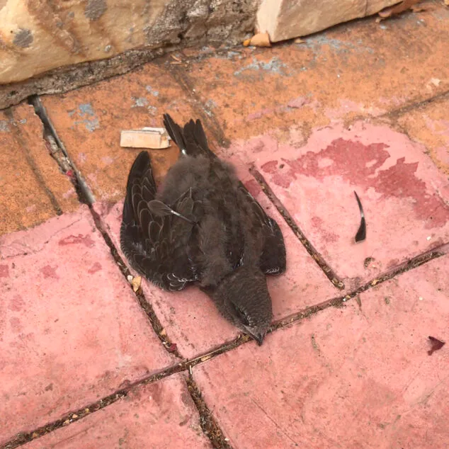 ¿Qué está pasando con las aves caídas al suelo en la Marina Alta? Lo que dicen los expertos y qué hacer si encuentras una 1 Imagen: Vencejo en una calle
