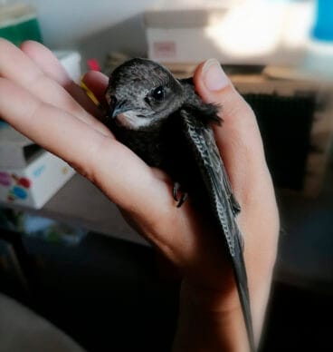 Vencejo rescatado por Adensva