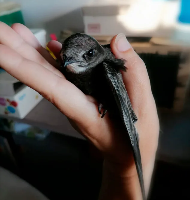 ¿Qué está pasando con las aves caídas al suelo en la Marina Alta? Lo que dicen los expertos y qué hacer si encuentras una 2 Imagen: Vencejo rescatado por Adensva