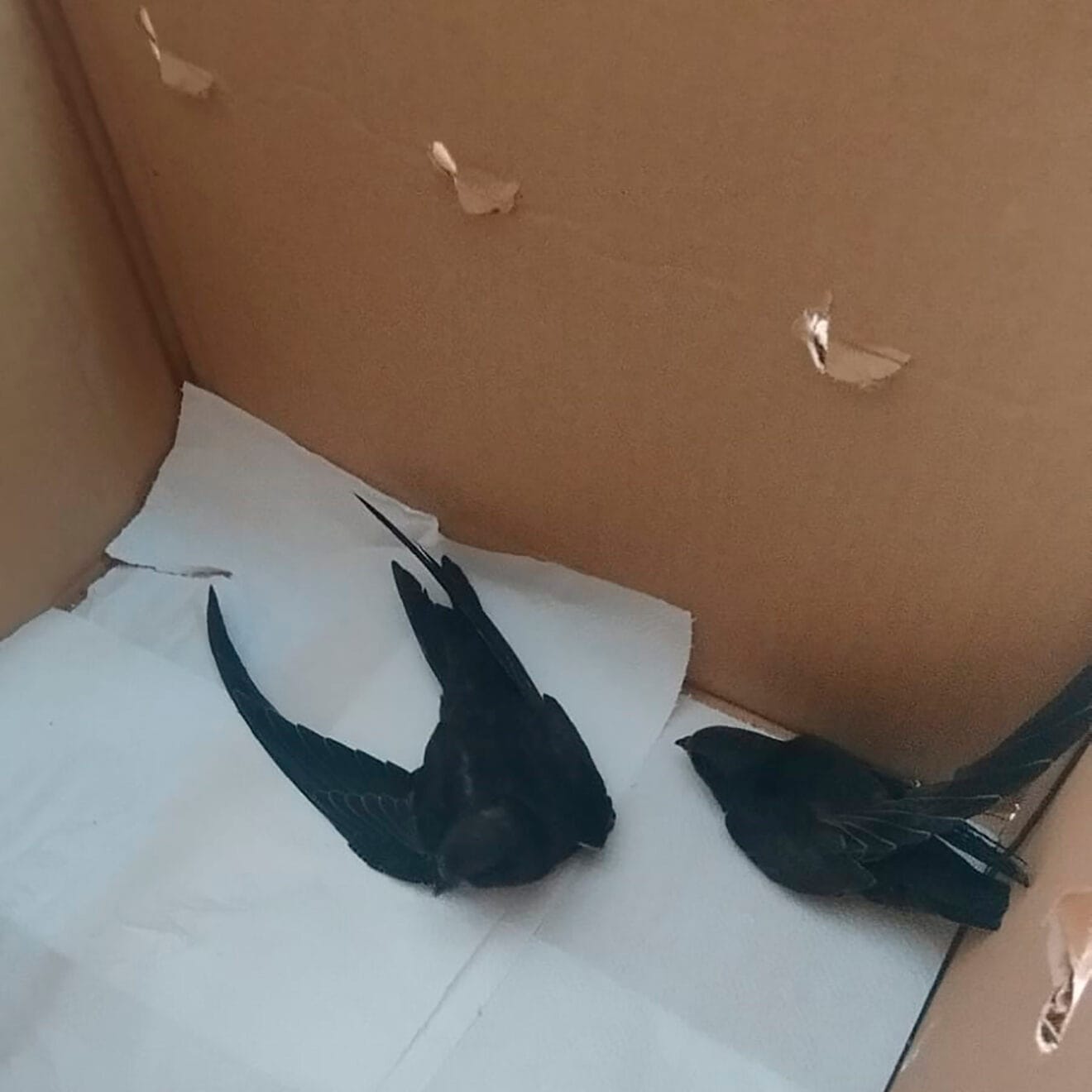 Vencejos en una caja de cartón ventilada y papel blanco