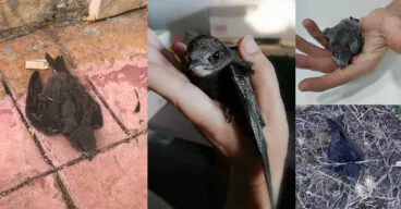 vencejos rescatados