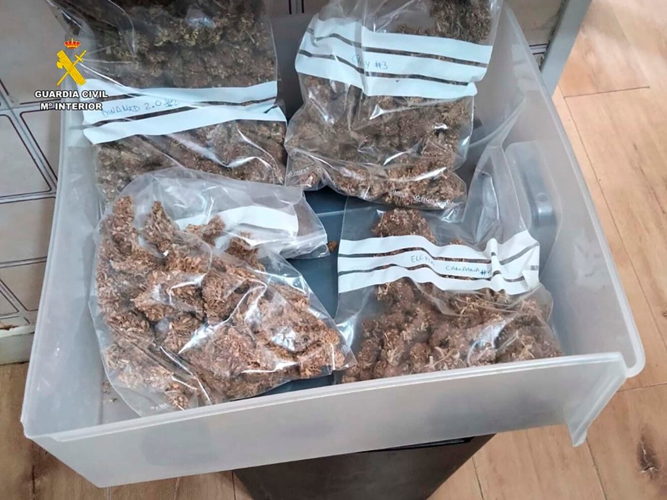 Bolsas de plástico con cogollos listos para su distribución en Pedreguer