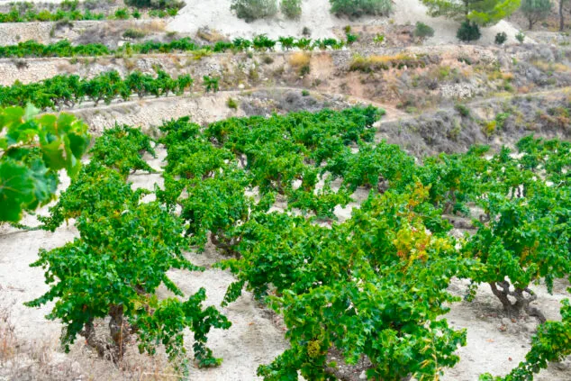 El Moscatell vuelve a dar fruto en Teulada Moraira: los agricultores prevén recuperar hasta un 60% de la cosecha 4 Imagen: Campo de Moscatell en Teulada Moraira