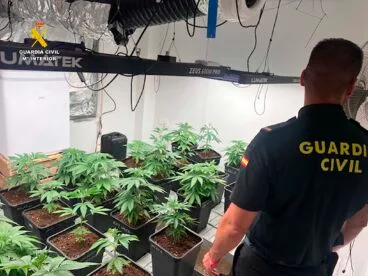 Cultivo indoor de marihuana en Pedreguer