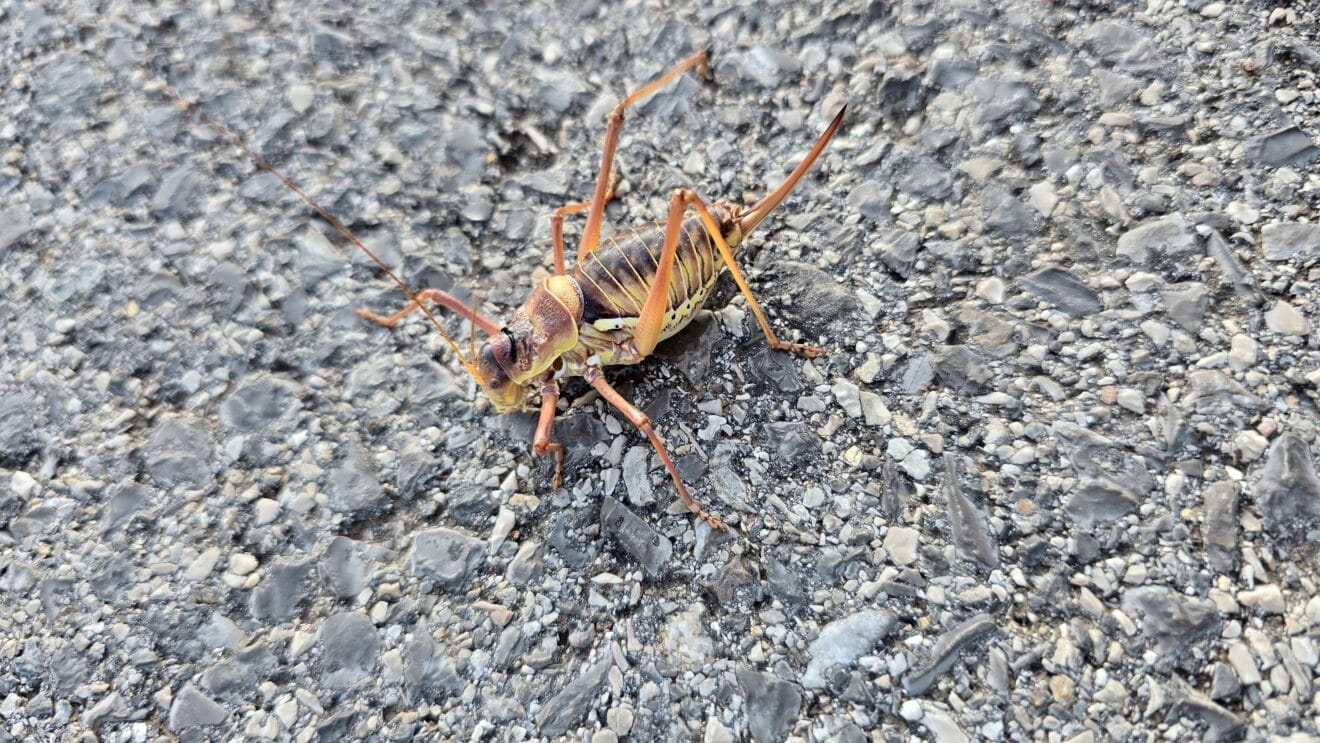 Detalle del ortóptero documentado en la Marina Alta este verano 2025