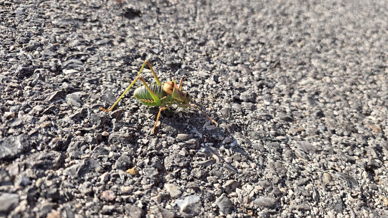 Ejemplar del insecto de tonos verdes documentado en la Marina Alta en julio