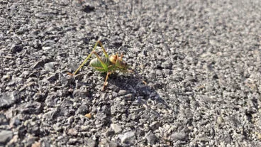 Ejemplar del insecto de tonos verdes documentado en la Marina Alta en julio