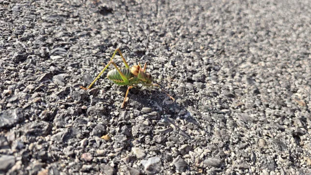 ejemplar del insecto de tonos verdes documentado en la marina alta en julio