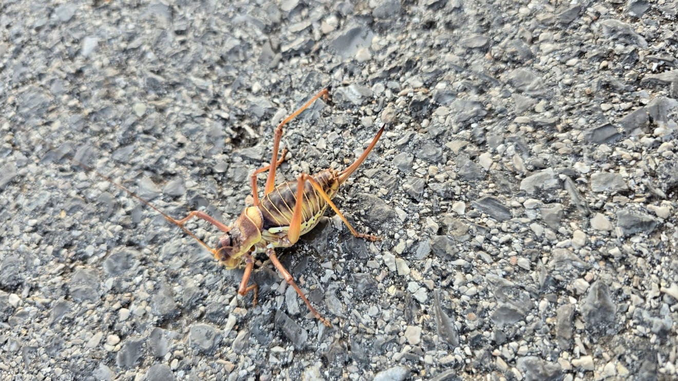Ejemplar del insecto documentado en la Marina Alta