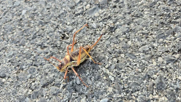 ejemplar del insecto documentado en la marina alta