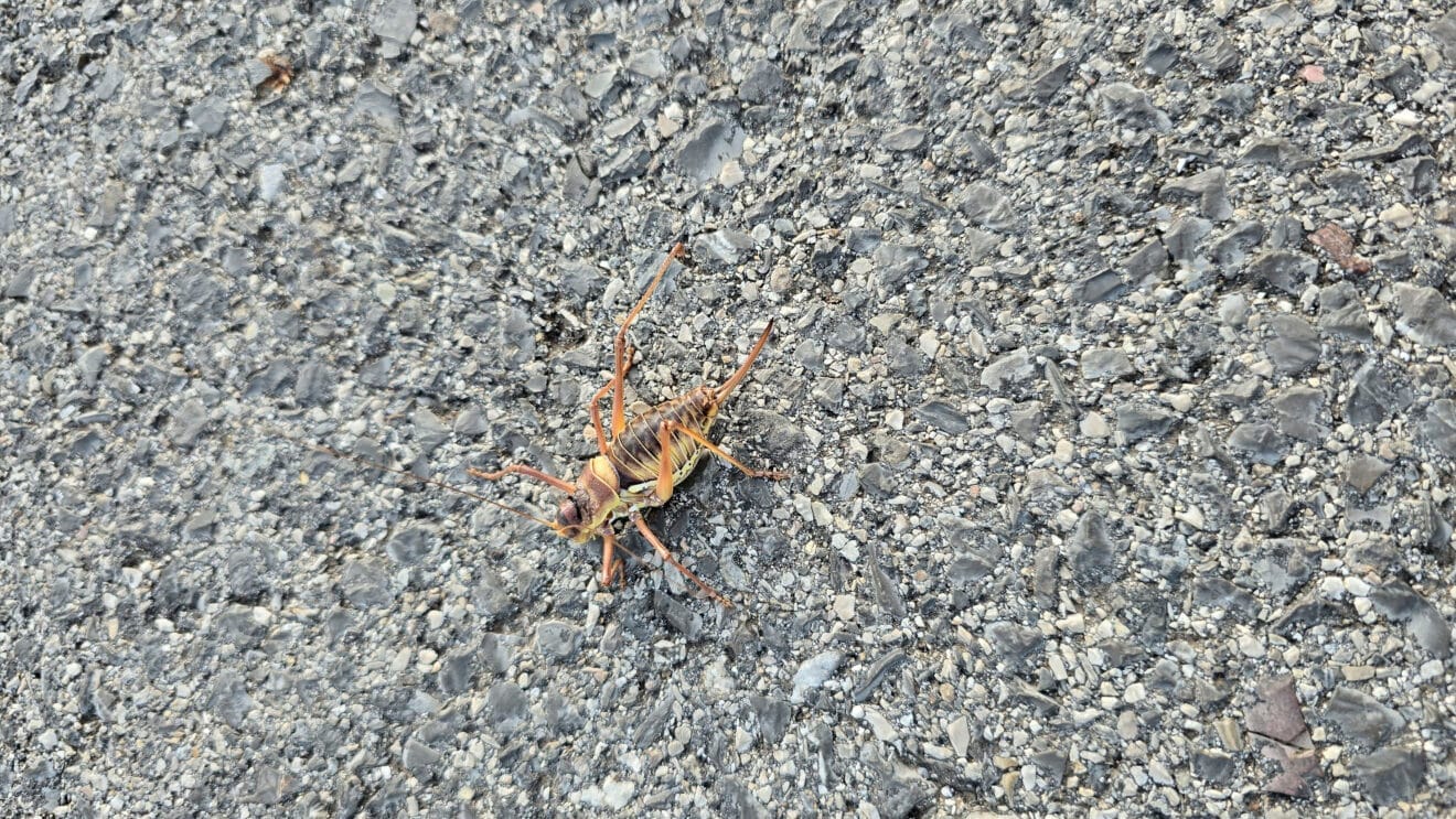 Ejemplar del insecto documentado entre Castell de Castells y la Vall d'Ebo