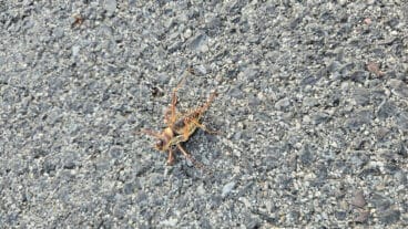 Ejemplar del insecto documentado entre Castell de Castells y la Vall d’Ebo