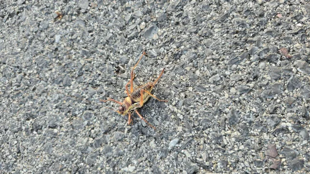 ejemplar del insecto documentado entre castell de castells y la vall debo
