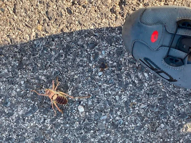 Imagen: Ejemplar del insecto documentado por un ciclista en las carreteras del interior de la Marina Alta este verano