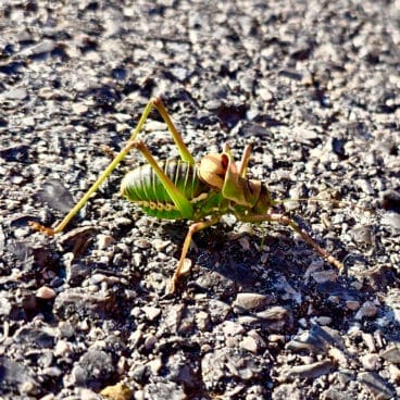 Ejemplar del ortóptero documentado en el interior de la Marina Alta