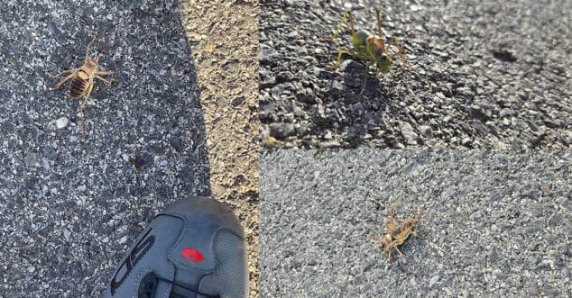 ejemplares de tettigoniidae en el interior de la marina alta