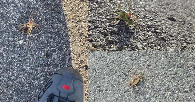 ejemplares de tettigoniidae en el interior de la marina alta