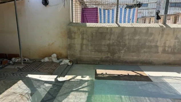 Imagen: Entrada nueva de cachorros en APAD Dénia