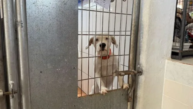 Imagen: Falco en APAD Dénia esperando ser adoptado
