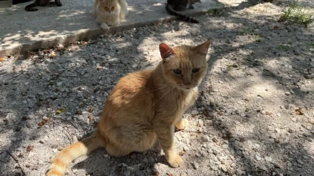 gato en colonia de pedreguer