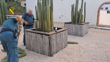 Intervención de cactus de San Pedro en la casa de retiros de ayahuasca y otras sustancias en Pedreguer