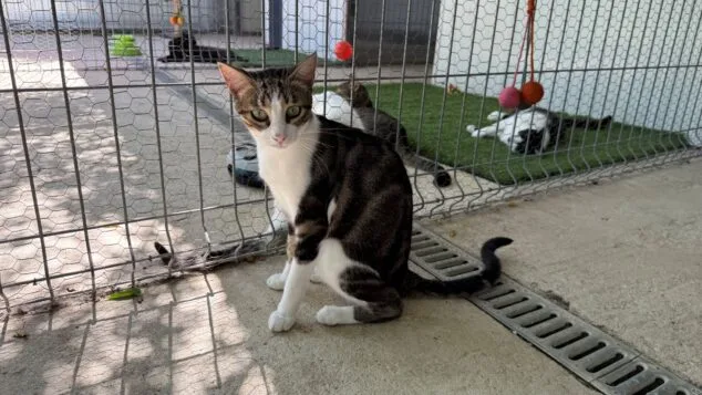 Imagen: Mickey de Els Poets de Pedreguer espera su adopción
