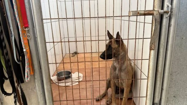 Imagen: Mila en APAD Dénia espera una nueva família