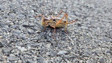 Ortóptero de la familia de los Tettigoniidae en la Marina Alta este mes de julio