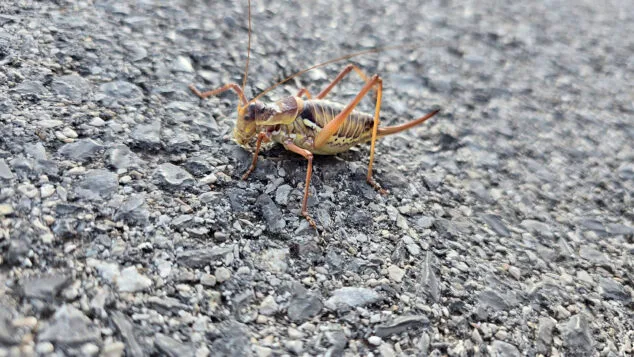 ortoptero de la familia de los tettigoniidae en la marina alta este mes de julio