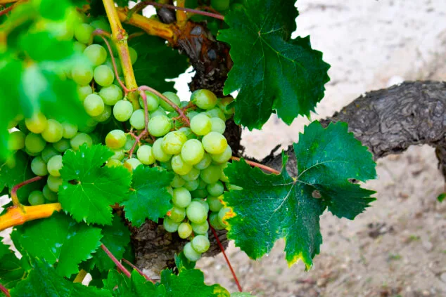 El Moscatell vuelve a dar fruto en Teulada Moraira: los agricultores prevén recuperar hasta un 60% de la cosecha 2 Imagen: Racimo de uva Moscatell de Teulada en la vid