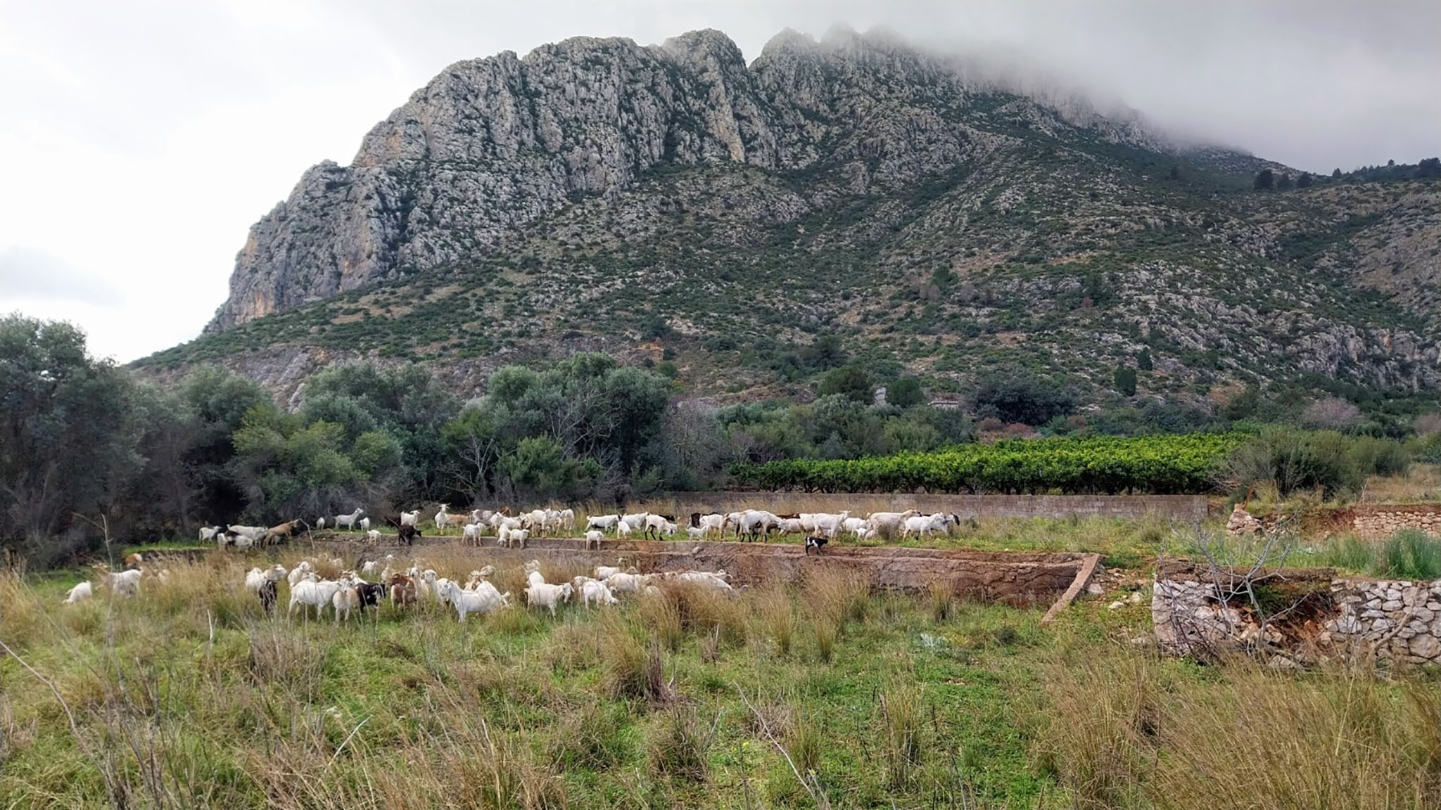 rebano de cabras en el verger