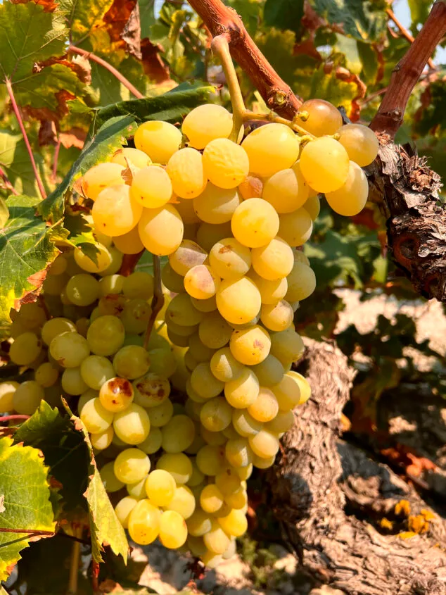 El Moscatell vuelve a dar fruto en Teulada Moraira: los agricultores prevén recuperar hasta un 60% de la cosecha 5 Imagen: Uva Moscatell de Alejandría de Teulada con su característico color dorado