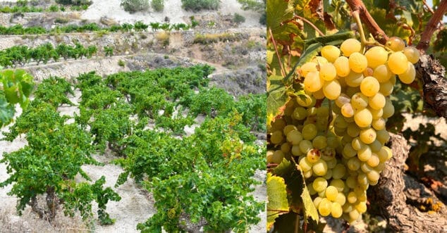 uva moscatell de teulada