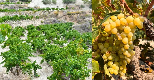 uva moscatell de teulada
