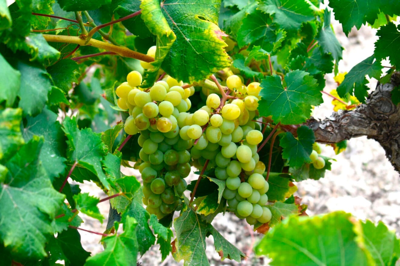 Moscatell-Traube aus Teulada Moraira